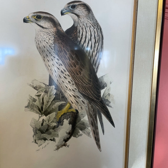 Early 19th Century Falcon Engraving/Print - Glen manor Galleries 